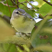 Philadelphia Vireo