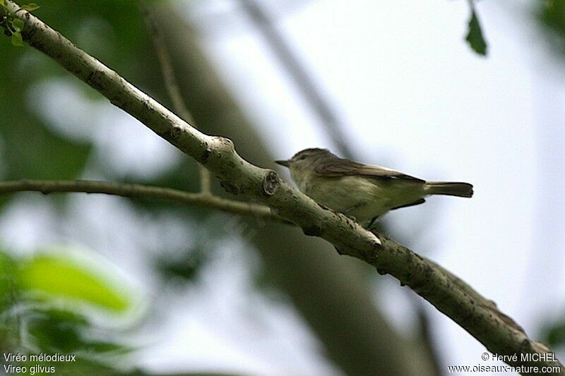 Warbling Vireo male adult breeding, identification