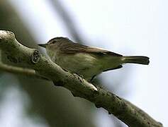 Warbling Vireo