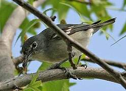 Plumbeous Vireo