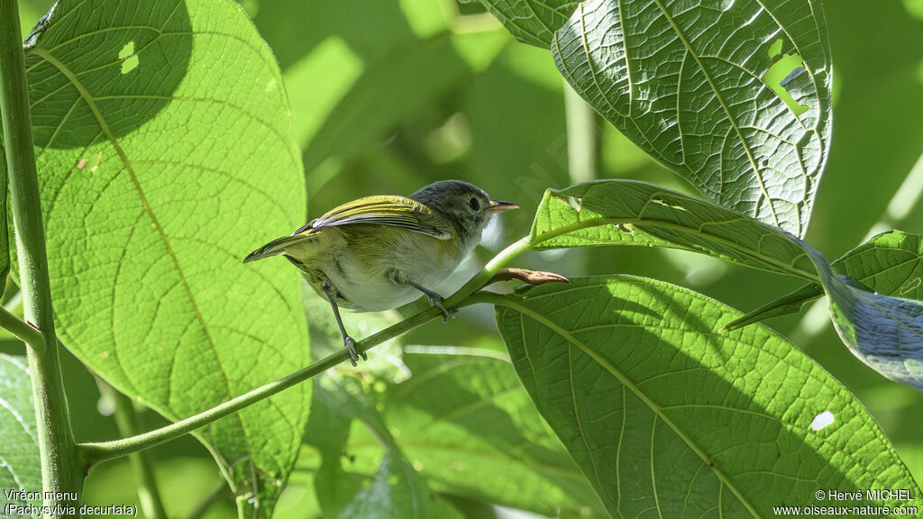 Lesser Greenlet