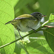 Lesser Greenlet