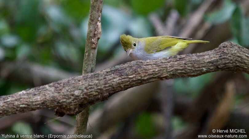 White-bellied Erpornis