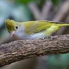 Yuhina à ventre blanc
