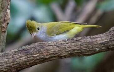 Yuhina à ventre blanc