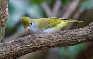 Yuhina à ventre blanc