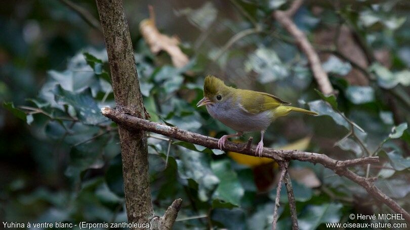 White-bellied Erpornis