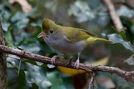 Yuhina à ventre blanc