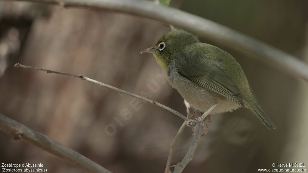 Abyssinian White-eyeadult, identification