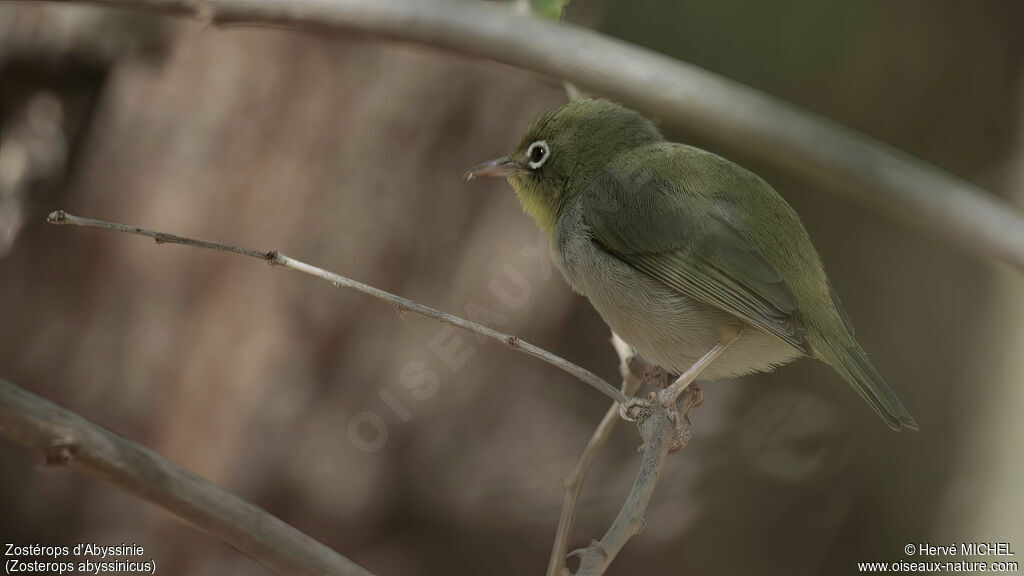 Zostérops d'Abyssinieadulte, identification