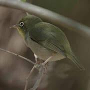 Abyssinian White-eye