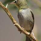 Zostérops d'Abyssinie