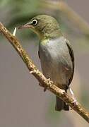 Abyssinian White-eye