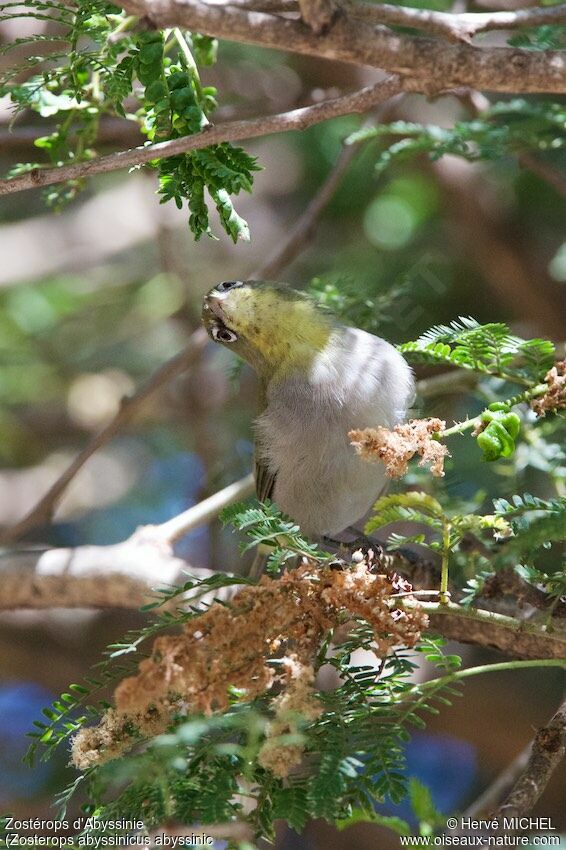 Abyssinian White-eye