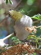 Abyssinian White-eye