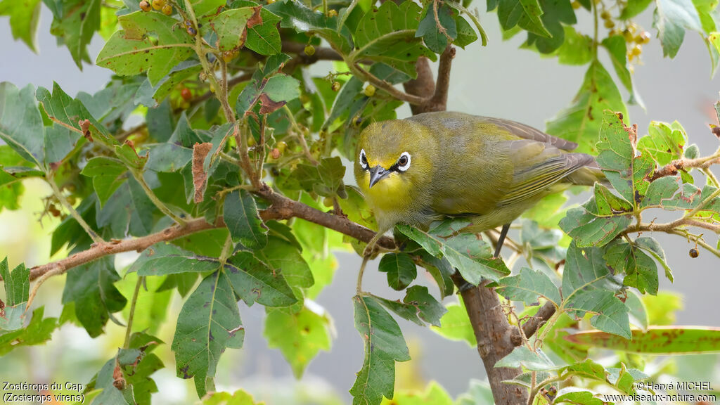 Zostérops du Cap