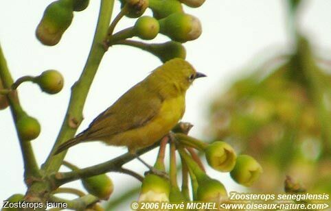 Northern Yellow White-eye