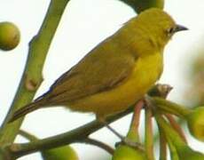 Northern Yellow White-eye