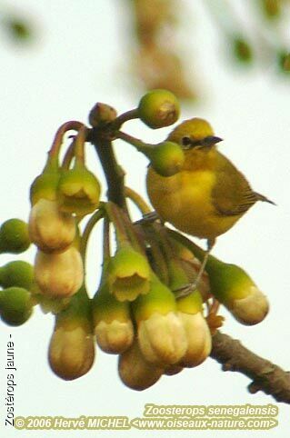 Northern Yellow White-eye