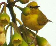 Northern Yellow White-eye