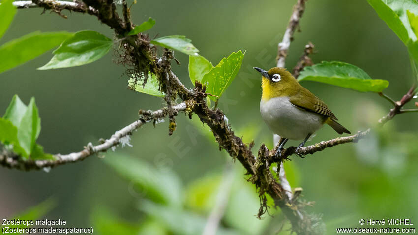 Malagasy White-eyeadult