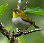 Malagasy White-eye