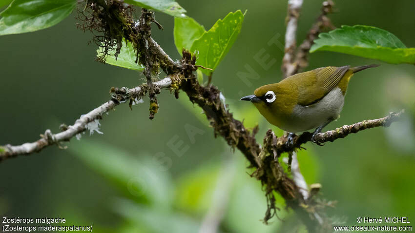 Malagasy White-eyeadult