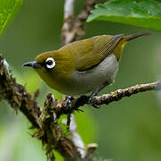 Malagasy White-eye