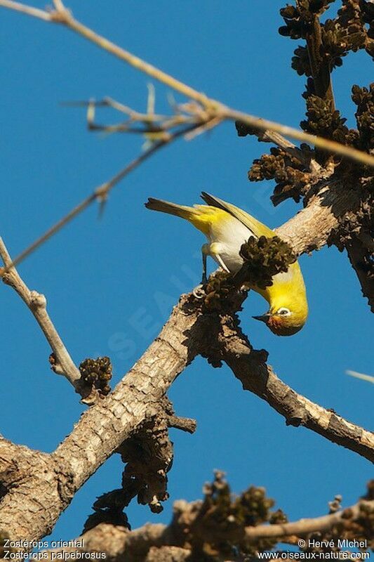 Indian White-eye