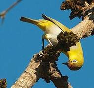 Indian White-eye