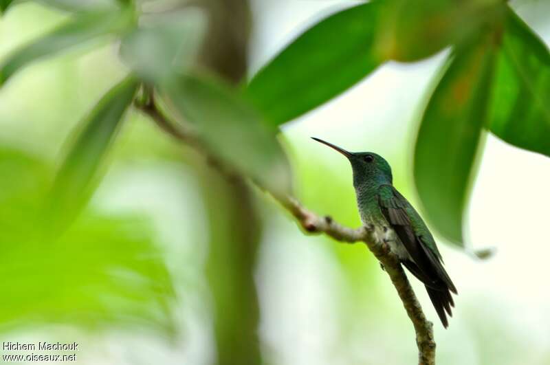 Mangrove Hummingbird male adult, identification