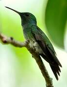 Mangrove Hummingbird