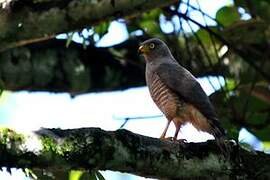 Roadside Hawk