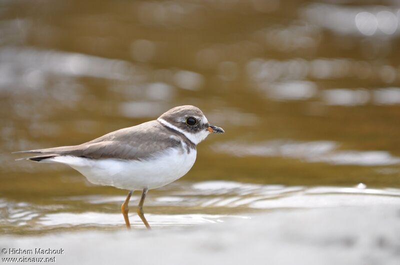 Semipalmated Plover