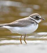 Semipalmated Plover