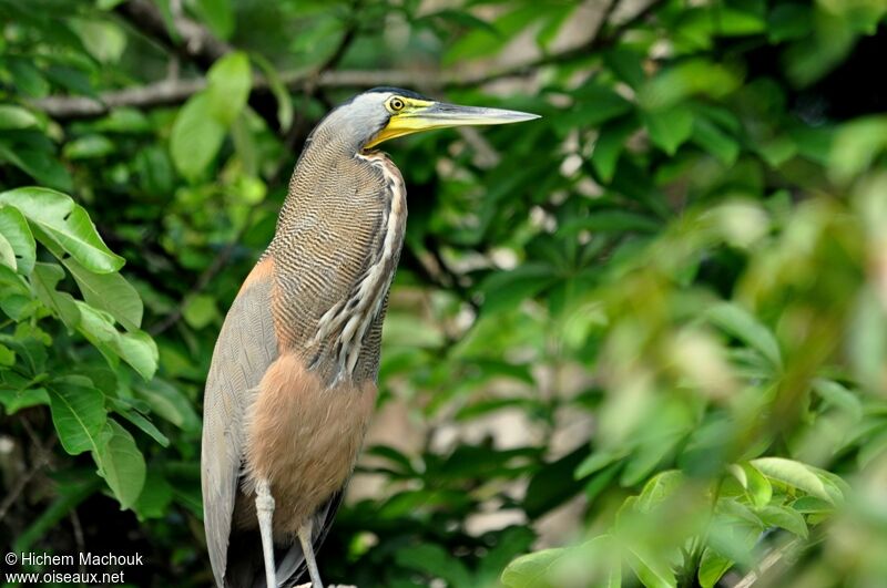 Bare-throated Tiger Heronadult