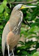 Bare-throated Tiger Heron