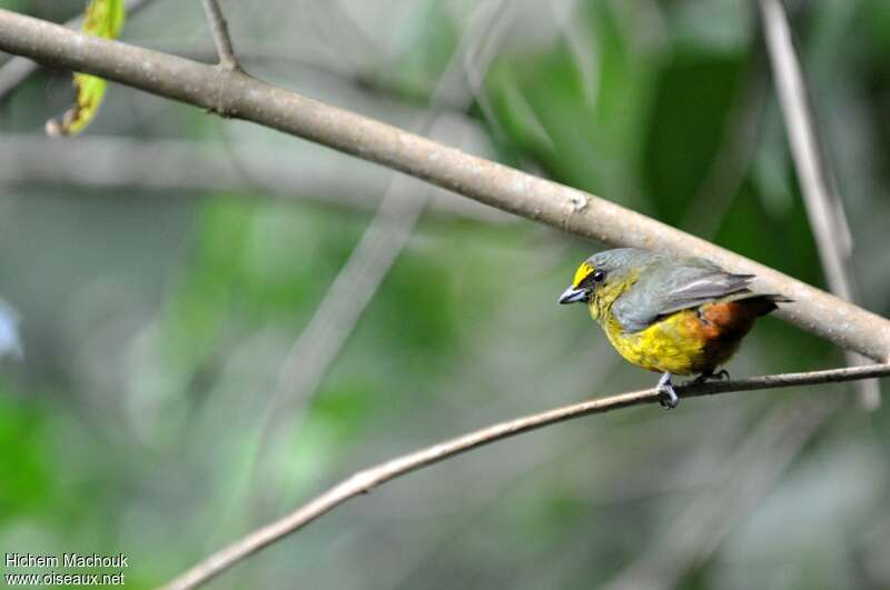 Olive-backed Euphonia male adult, habitat, pigmentation