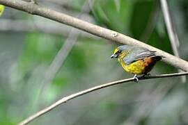 Olive-backed Euphonia