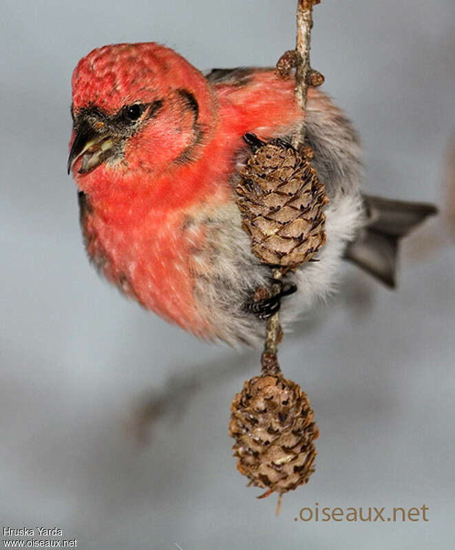 Red Crossbill male adult, feeding habits