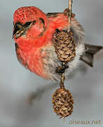 Red Crossbill