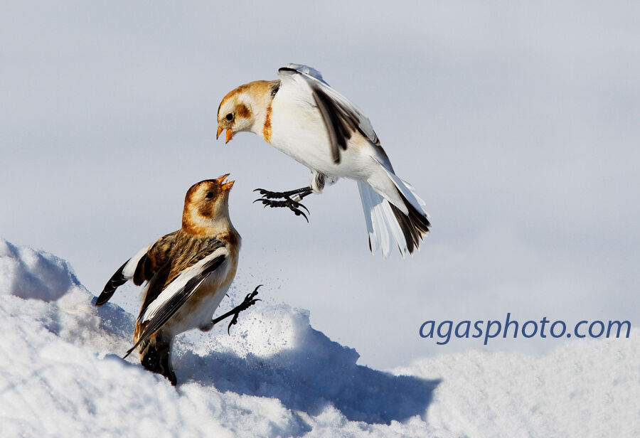 Bruant des neigesadulte, Vol