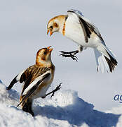 Snow Bunting