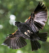 Red-winged Blackbird