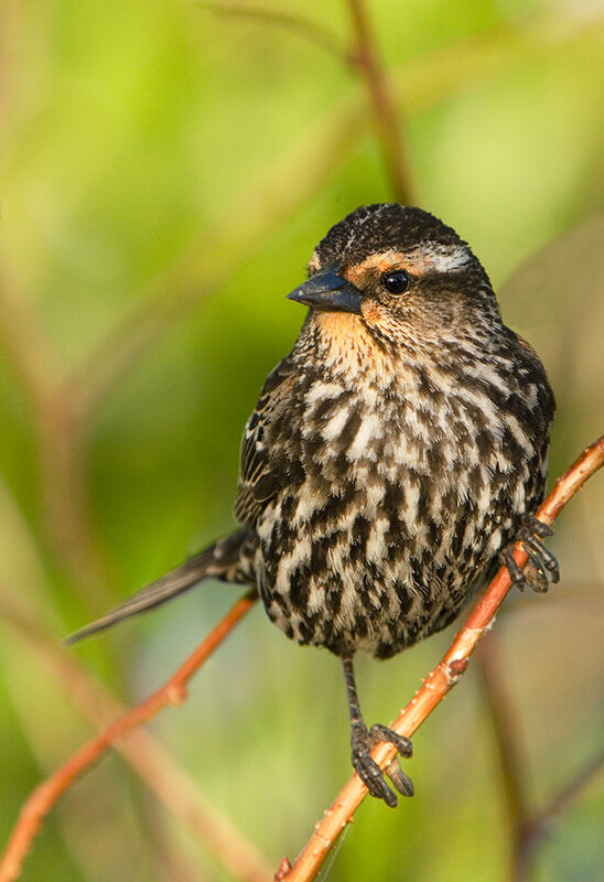 Red-winged Blackbird female