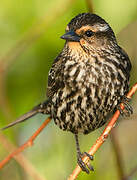 Red-winged Blackbird