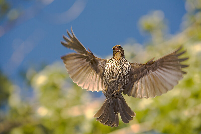 Red-winged Blackbird female, Flight