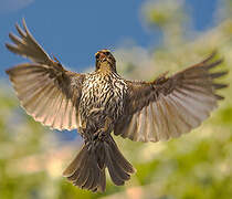 Red-winged Blackbird