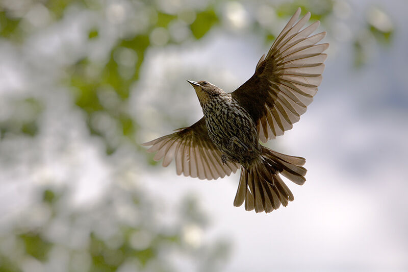 Red-winged Blackbird female