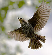 Red-winged Blackbird